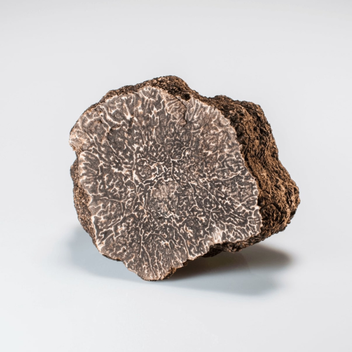 Črni tartuf - Tuber Melanosporum
